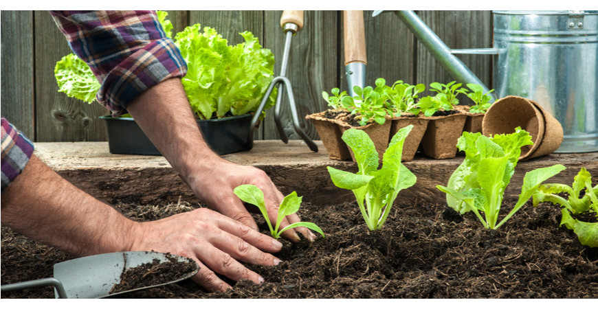 Salát je jedna z nejdostupnějších zelenin pro celoroční pěstování