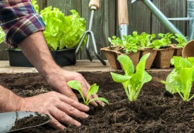 Salát je jedna z nejdostupnějších zelenin pro celoroční pěstování