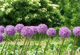 Okrasné česneky záhon obohatí o tvarově zajímavá květenství