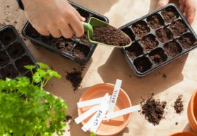 Kdy začít vysévat zeleninu, květiny či dřeviny?