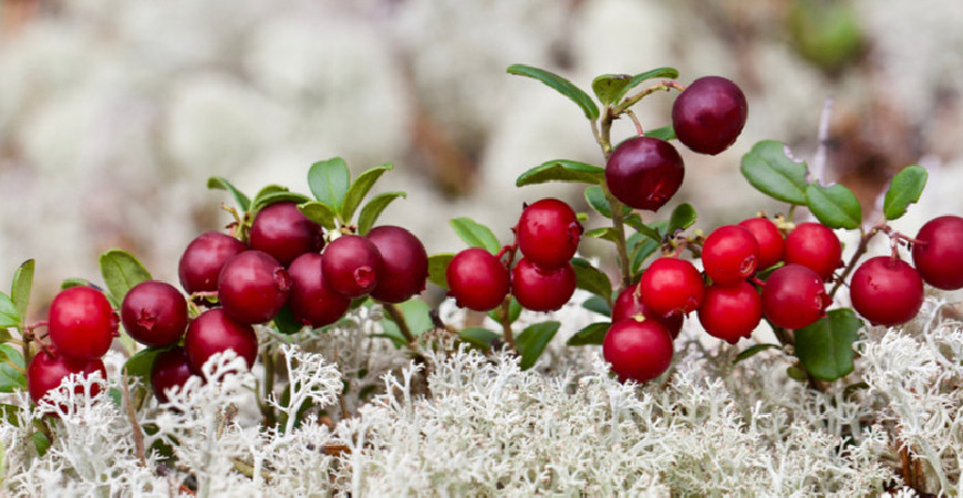 Máte-li založené vřesoviště, doplňte ho brusinkami, jsou zdravé a na pěstování nenáročné 