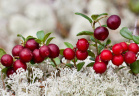 Máte-li založené vřesoviště, doplňte ho brusinkami, jsou zdravé a na pěstování nenáročné 