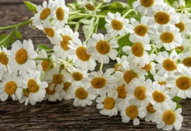 Prastará léčivka, která u nás upadla v zapomnění – kopretina řimbaba