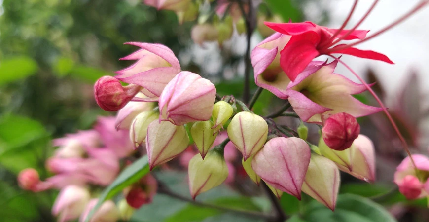 Blahokeř čili klerodendron, ušlechtilá liána, kterou lze pěstovat v bytě