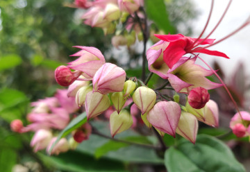 Blahokeř čili klerodendron, ušlechtilá liána, kterou lze pěstovat v bytě