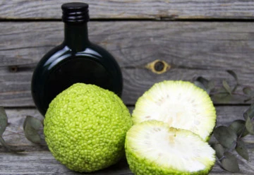 Exotická dřevina, jejíž plody se podobají pomerančům – maklura oranžová 