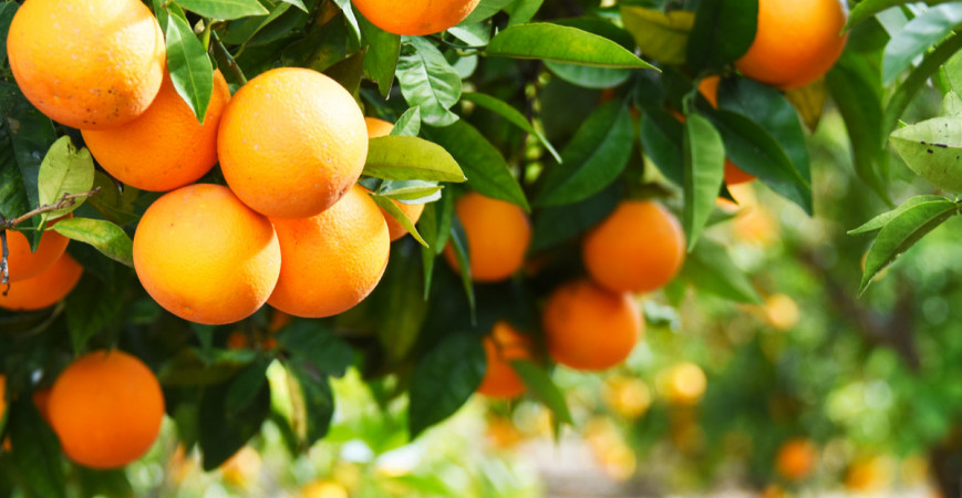 V zimním období citrusy posílí vegetační klid 