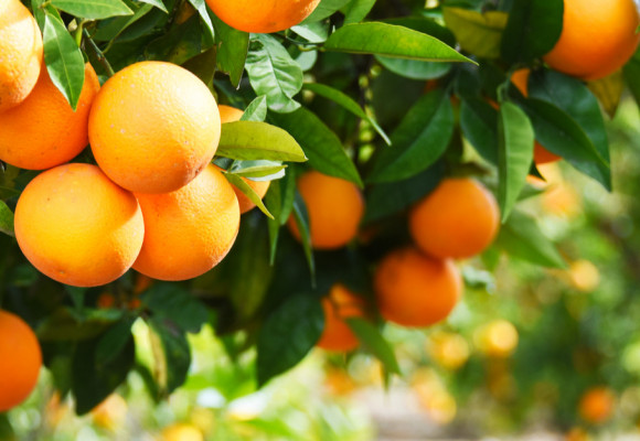 V zimním období citrusy posílí vegetační klid 