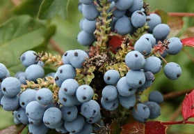 I v prosinci může být zahrada krásná