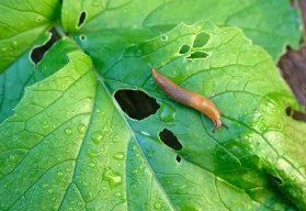Efektivní boj proti slimákům