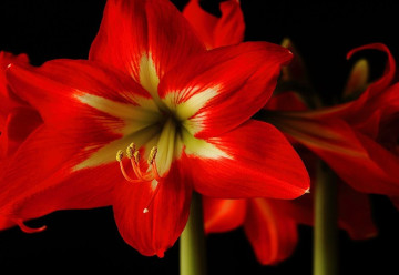 Hvězdník je ideální rostlinou pro kouzelné vánoční dekorace