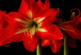 Hvězdník je ideální rostlinou pro kouzelné vánoční dekorace