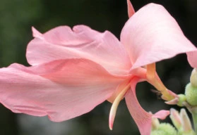 Jak přezimovat kany neboli dosny, aby v dalším roce opět vykvetly