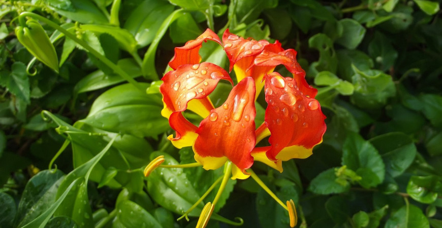 Glorióza nádherná, tropická pokojová liána 