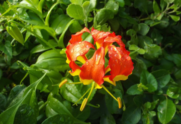 Glorióza nádherná, tropická pokojová liána 