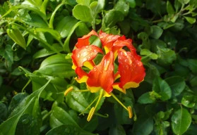 Glorióza nádherná, tropická pokojová liána 