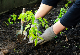 Pěstujte bylinky společně se zeleninou