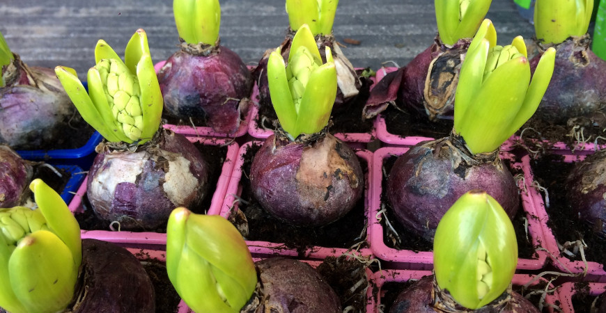 Drobné cibuloviny vítají jaro - krokusy, sněženky, hyacinty