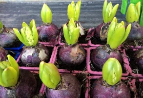 Drobné cibuloviny vítají jaro - krokusy, sněženky, hyacinty