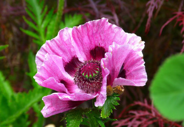 Vypěstujte si vlastní mák