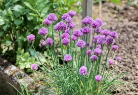 Nejen polévková „zeleň“ 