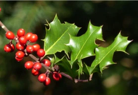 Symbolem Vánoc nemusí být jen vánoční hvězda 
