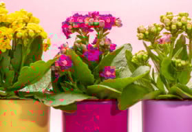 Zimní období je na krásu živých květů skoupé 