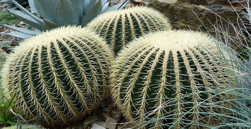 Obří kaktus s nebezpečně vyhlížejícími trny