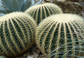 Obří kaktus s nebezpečně vyhlížejícími trny