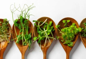 Microgreens během zimy hravě nahradí zeleninu