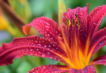 Vypěstujte si lilii, symbol krásy a čistoty