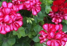 Muškáty nemusíte po sezóně vyhazovat 