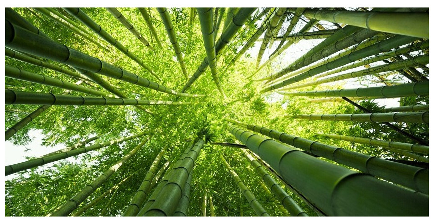 Bambusy lze pěstovat celoročně i u nás