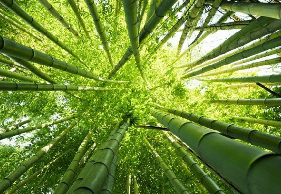 Bambusy lze pěstovat celoročně i u nás