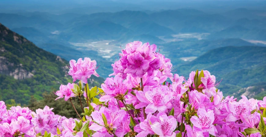Azalky – chladnomilné krásky s nádhernými květy