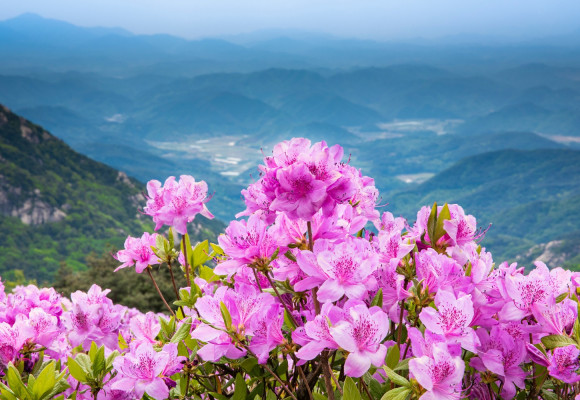 Azalky – chladnomilné krásky s nádhernými květy