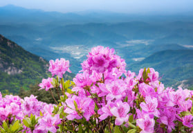 Azalky – chladnomilné krásky s nádhernými květy