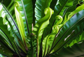 Květiny je možné pěstovat i ve stinných koutech bytu