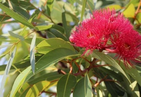 Blahovičník jinak také eukalyptus vypěstujete i v interiéru