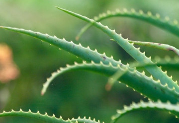 Přírodní lékárna a biokosmetika přímo u vás doma – to je aloe