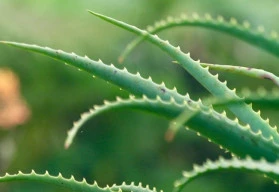 Přírodní lékárna a biokosmetika přímo u vás doma – to je aloe