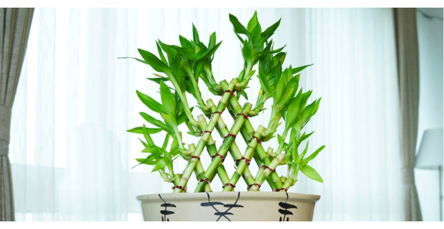 Bambus – rekordman rostlinné říše