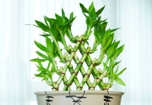 Bambus – rekordman rostlinné říše