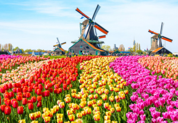 Co možná nevíte o tulipánech