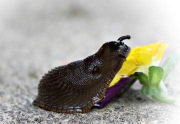 Jak bojovat se slimáky