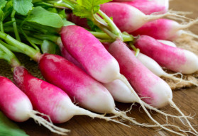 Ředkve můžete sklízet ze záhonu ještě v listopadu