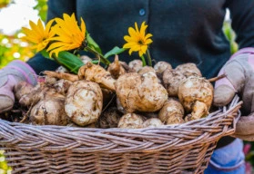 Sázíme a pěstujeme: topinambur