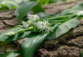 Blíží se sezona medvědího česneku 