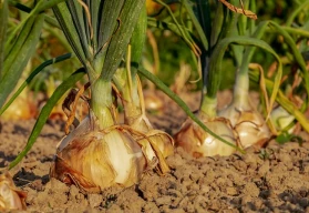 Vyséváme a pěstujeme: cibule ze semen