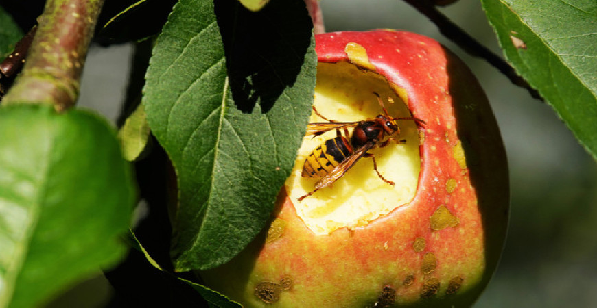 Účinné zbraně proti hmyzu a slimákům